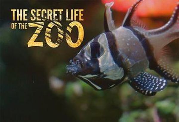 The Secret Life Of The Zoo