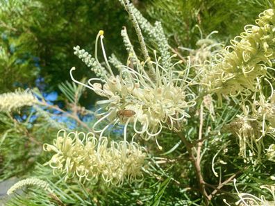 Horizontal of buzzing bee collecting pollen in Australian native yellow 'honey gem' grevilia flower
