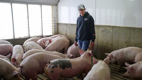 Farmer Jeff Rehder looks over some of his pigs, in Hawarden, Iowa. (AP)