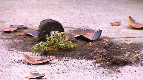 When the gang was refused entry, they lashed out, smashing pot plants. (9NEWS)