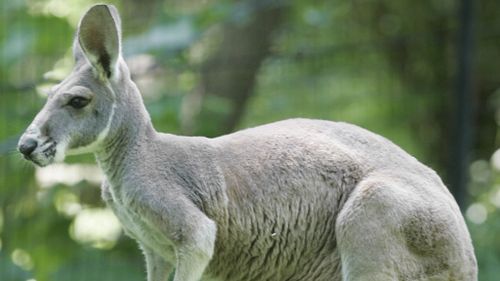 'Riddled with pathogens': Greens MP says kangaroo meat fails on hygiene