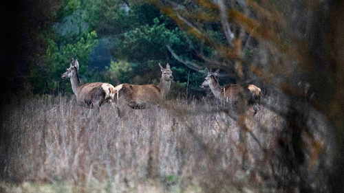 Deer are seen in a forest at the Chernobyl Radiation and Ecological Biosphere Reserve exclusion zone, Ukraine, Tuesday, April 13, 2021. 