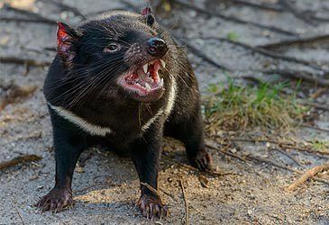 What is the scientific name of the Tasmanian devil?