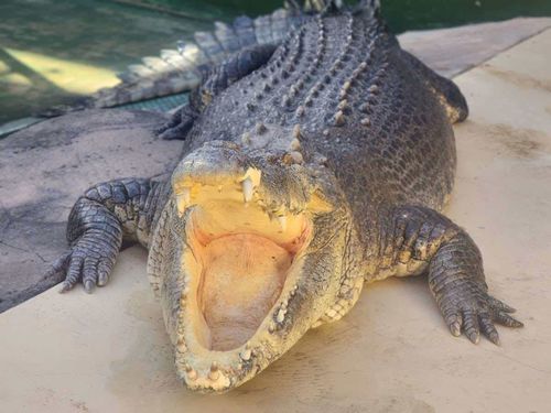 Burt the Crocodile.