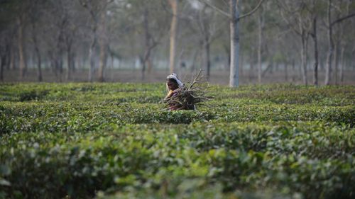 Tea workers lynch plantation owner in India