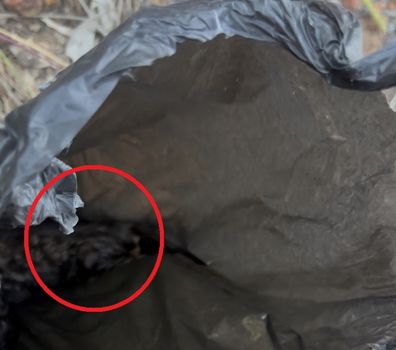 Hills Cat Rescue Neonatal Kittens Found Riverstone