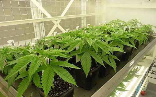 A picture of the Victorian government's medicinal cannabis crop. Picture: AAP