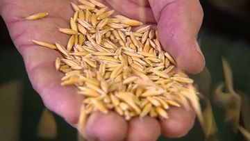 New oat variety could lower cholesterol levels