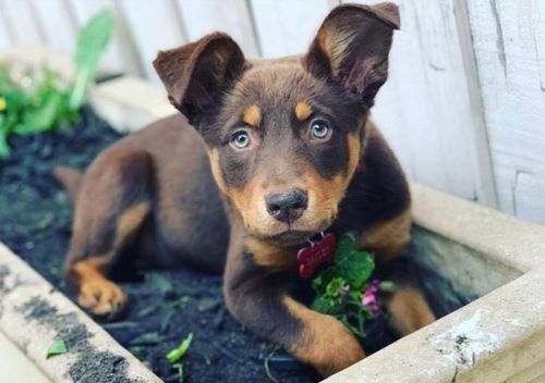 Craig Buttigieg's Kelpie puppy Bailey suddenly fell ill in December.