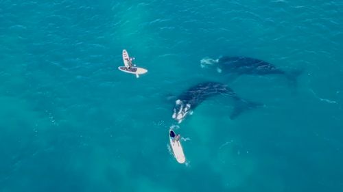 The whales circled the father and son. 