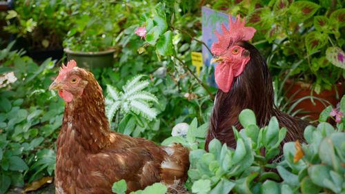 Chooks wander the grounds digging for worms. (Ehsan Knopf/9NEWS)