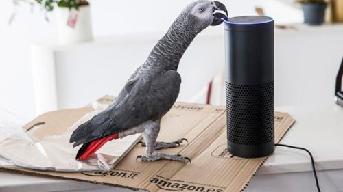 Parrot goes online shopping and orders surprise gift for owner