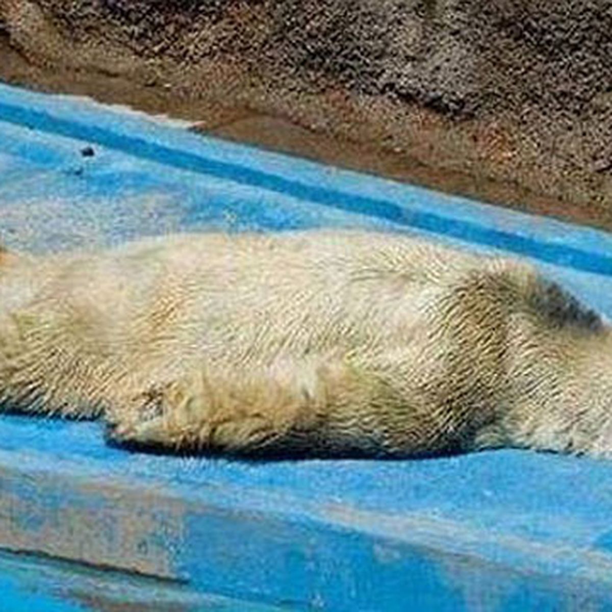 Polar bear 'world's saddest animal' - 9News
