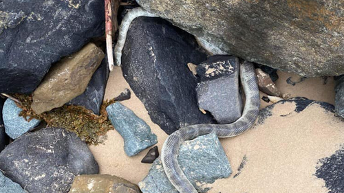 The adult olive-headed sea snake washed up in Hervey Bay in Queensland's Fraser Coast Region.