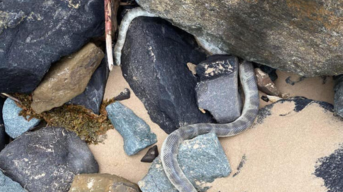 Sea snakes may be lurking in foam covering storm-lashed Australian beaches, Australia weather