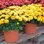 Five tips for growing chrysanthemums at home