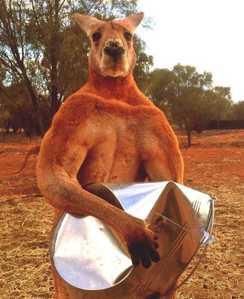 This picture went viral in 2015. (The Kangaroo Sanctuary/ Facebook)