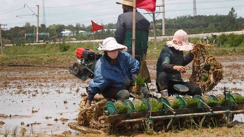 North Korea's notoriously undeveloped agriculture sector leaves the country struggling to feed itself.