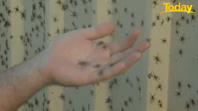 To demonstrate he let the spiders crawl over his hand.