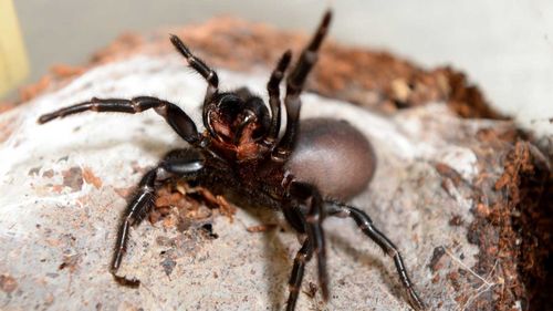 Pavouk nálevkovitý je jedním z nejnebezpečnějších zvířat v Austrálii.
