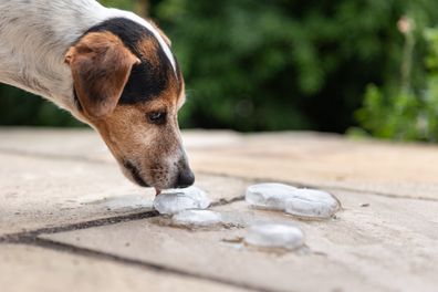 Dog licks ice cubes on a hot day