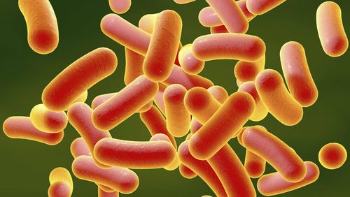 The salmonella outbreak resulted in 51 cases of salmonella with 19 people hospitalised.