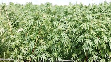 Seized cannabis burned after raids uncover 11,700 plants
