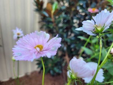 Ants attacking a cosmos flower