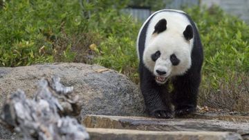 Wang Wang is a giant panda who called Adelaide Zoo home. 