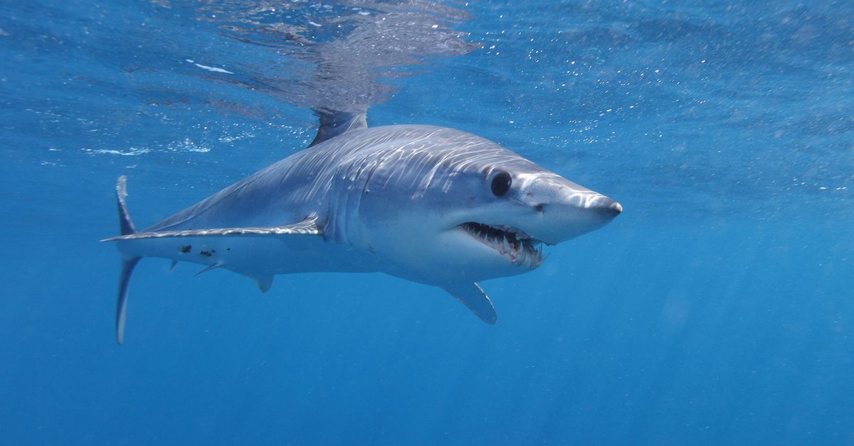 Sharks could bite humans as a form of self-defence, study finds