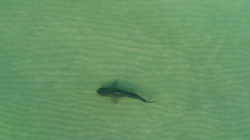 The shark appeared to measure two to three metres (Image: Kenny Melendez)