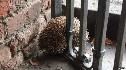 Firefighters rush to free adorable trapped hedgehog in England