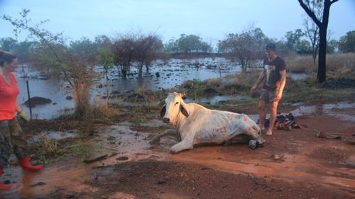 With the help of some locals police soon freed Daisy. (QLD Police)