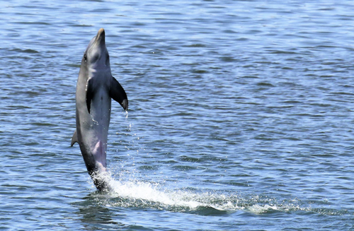 Tallula, a dolphin found dead in August, was known for "tail walking" on the surface of the water.