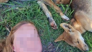 A New South Wales woman has been fined $2300 for interacting with dingoes on K&#x27;gari in Queensland after tip-offs from members of the public. 