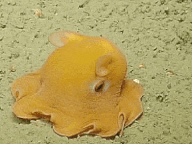dumbo squid gif