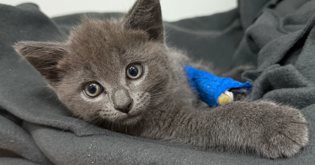 Kittens thrown from moving car in Melbourne