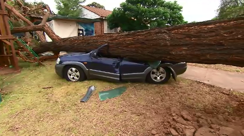 Trees were toppled and powerlines were hit in severe storms yesterday.