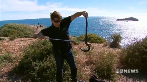 Carnac Island off the coast of Perth is home to 400 tiger snakes.