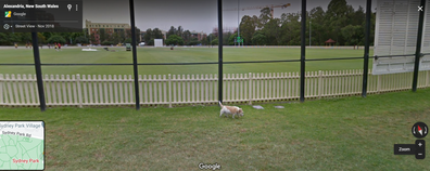 Google blurs photos of dogs for pet privacy