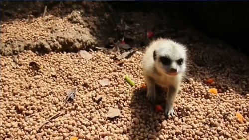 Zoo employees at first investigated a possible robbery, but now believe another predatory animal may have been responsible.