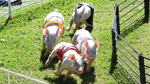 The pig races drew an appreciative audience.