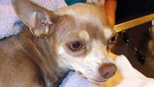 Chihuahua rescued from US highway