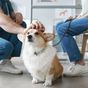 A surprising number of pet owners are avoiding vet visits