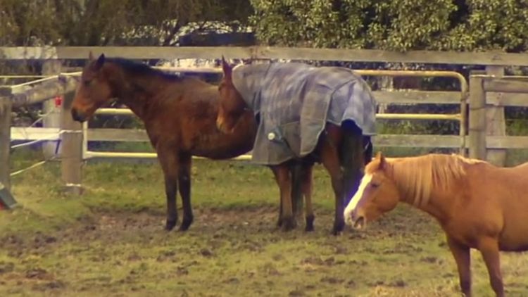 4-year-old boy in stable condition after getting kicked in forehead by  horse