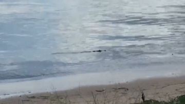 Croc swims metres from playground