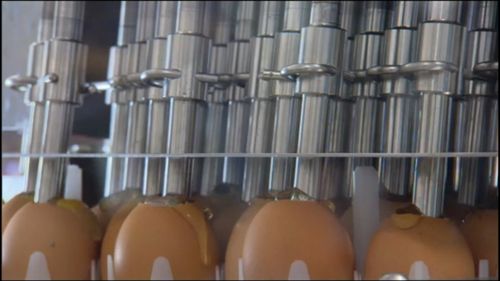 About 4000 litres of egg white are processed and purified each day. (9NEWS)
