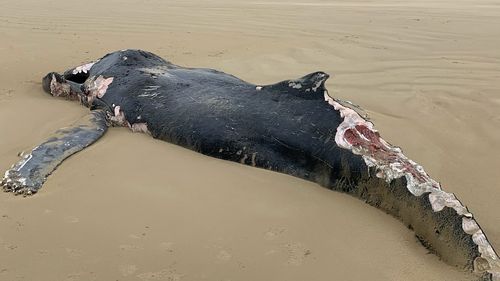 A﻿ dead juvenile humpback measuring eight metres has closed a Victorian beach until further notice due to fears the carcass could attract sharks. The whale washed up at Sandy Point Beach ﻿in the state's Gippsland region yesterday morning, a few hundred metres from the local surf life saving club.