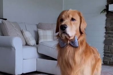 Millionaire canine Tucker Budzyn is world's No.1 dog influencer who makes  seven figures a year (VIDEO)