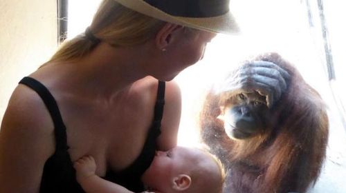 Elizabeth breastfeeding her son as an orangutan watches intently. (ABC Melbourne)